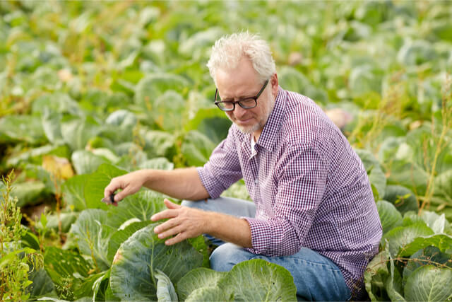 Man in crops